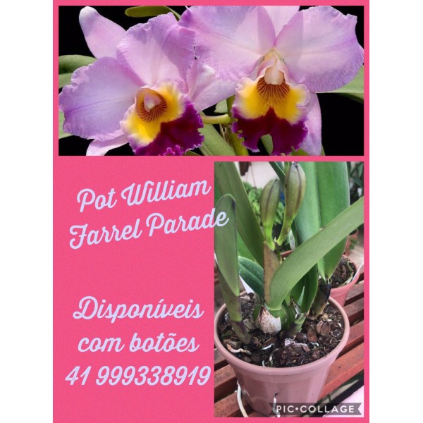 Orquídea -  Pot William Farel Parede